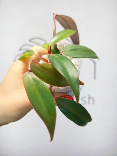 Philodendron Strawberry Shake regres | 10-15cm