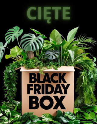 Roślinny Black Friday Box | Cięte węzły | Minimum 5 roślin!