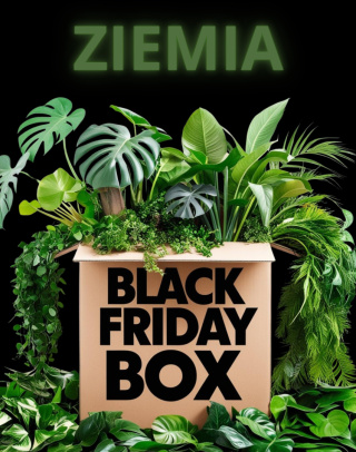 Roślinny Black Friday Box | Rośliny w ziemi | Minimum 4 rośliny!