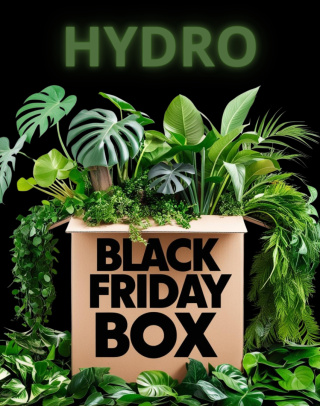 Roślinny Black Friday Box | Rośliny hydroponiczne | Minimum 3 rośliny!