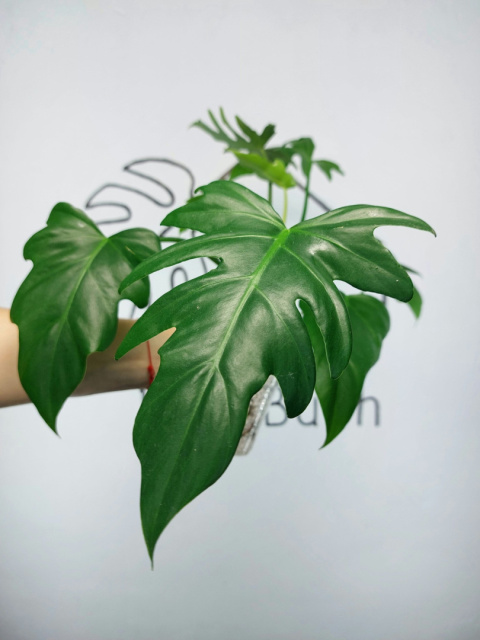 Thaumatophyllum Bipinnatifidum | Philodendron Podwójnie pierzasty | 35-40cm