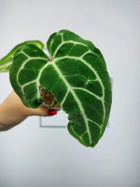 Anthurium Crystallinum | 10-15cm