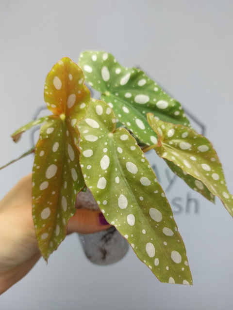 Begonia Maculata | Begonia Koralowa | 20-25cm