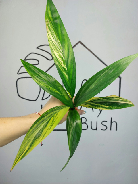 Epipremnum Amplissimum Variegata | Szczyt Epipremnum Amplissimum Variegata | Szczyt