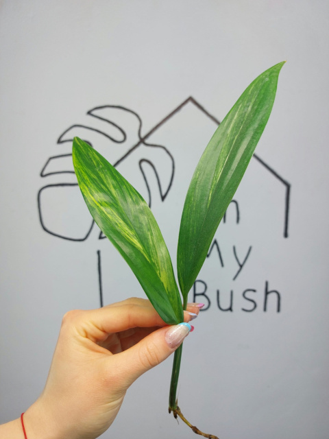Epipremnum Amplissimum Variegata | Szczyt Epipremnum Amplissimum Variegata | Szczyt