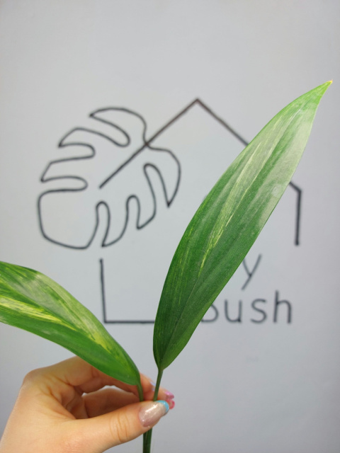 Epipremnum Amplissimum Variegata | Szczyt Epipremnum Amplissimum Variegata | Szczyt