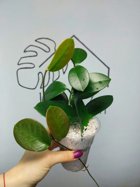 Hoya Australis | 25-30cm