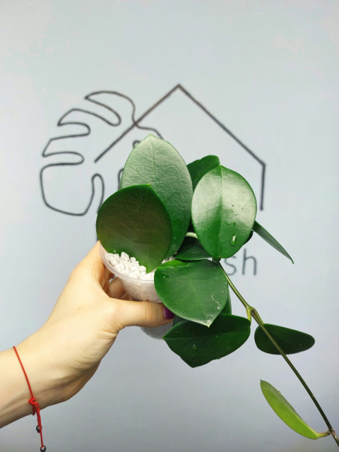 Hoya Australis | 25-30cm