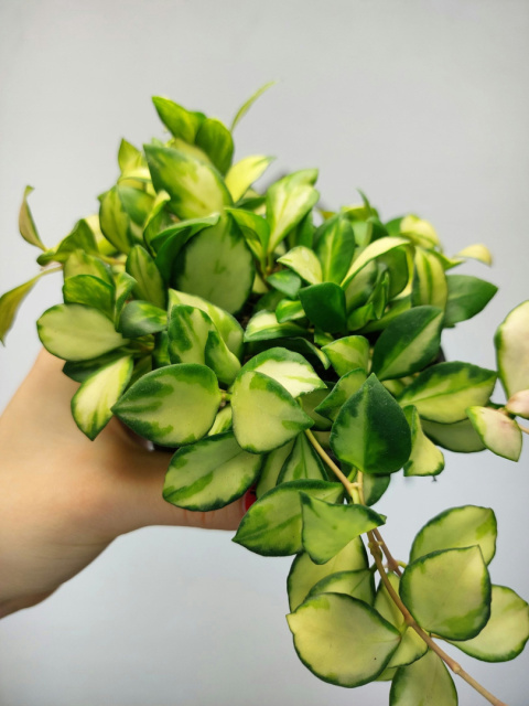 Hoya Heuschkeliana Variegata | 10-15cm