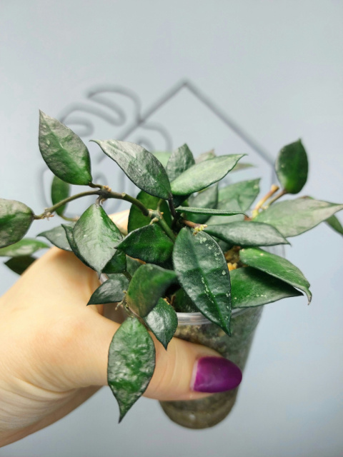 Hoya Krohniana Black Leaves | 15-20cm