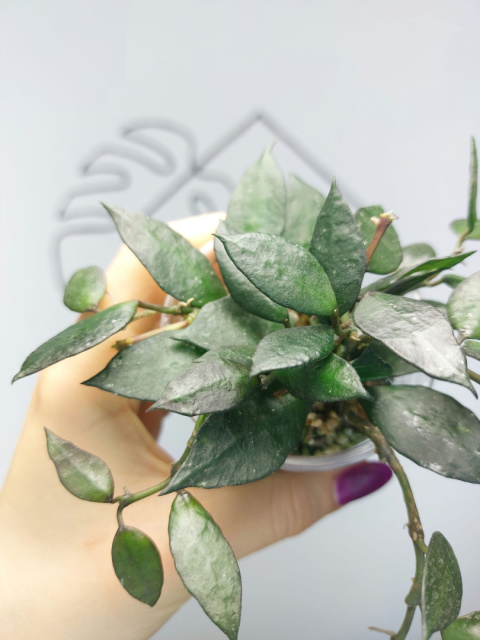 Hoya Krohniana Black Leaves | 15-20cm