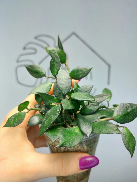 Hoya Krohniana Black Leaves | 15-20cm