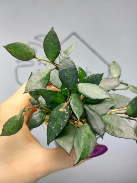 Hoya Krohniana Black Leaves | 15-20cm