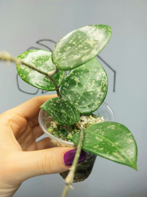 Hoya Parasitica Splash | 20-25cm