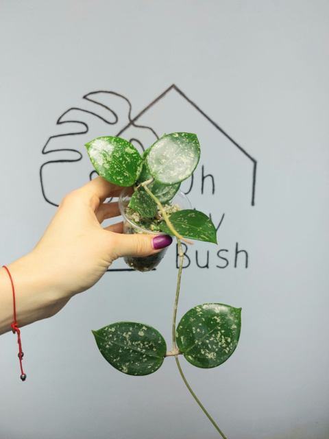 Hoya Parasitica Splash | 20-25cm