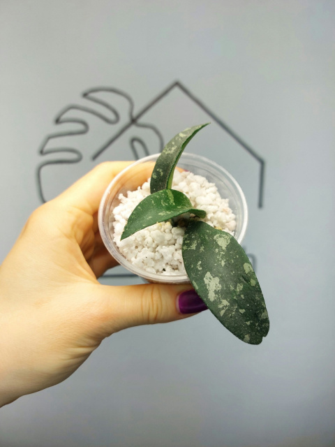 Hoya Phuwuaensis | 10-15cm