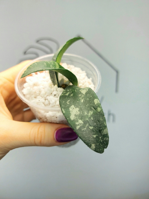 Hoya Phuwuaensis | 10-15cm