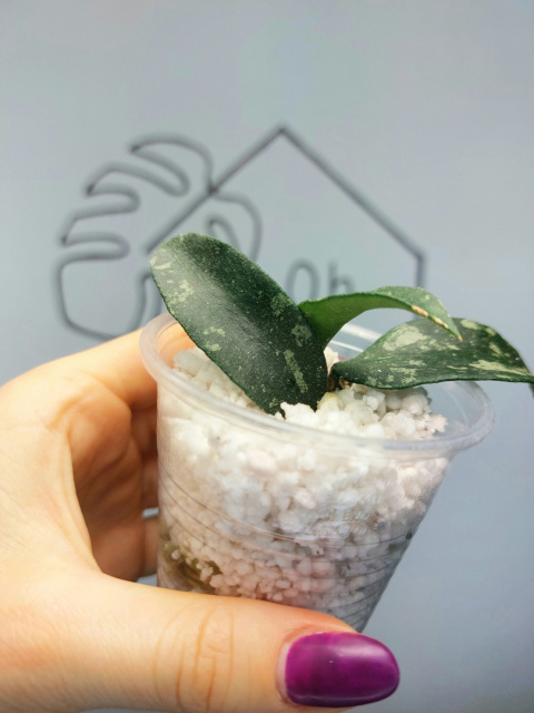 Hoya Phuwuaensis | 10-15cm