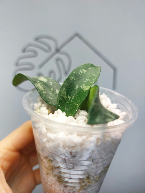 Hoya Phuwuaensis | 10-15cm