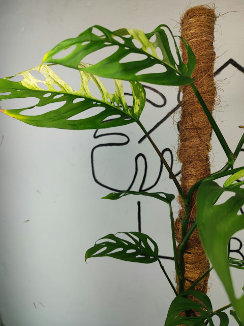 Monstera Acuminata Variegata | Pędówka XL