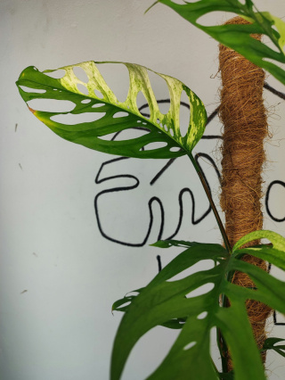 Monstera Acuminata Variegata | Pędówka XL