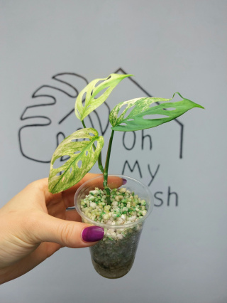 Monstera Acuminata Variegata | Sadzonka 22 | 15cm