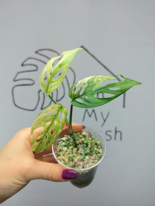 Monstera Acuminata Variegata | Sadzonka 22 | 15cm