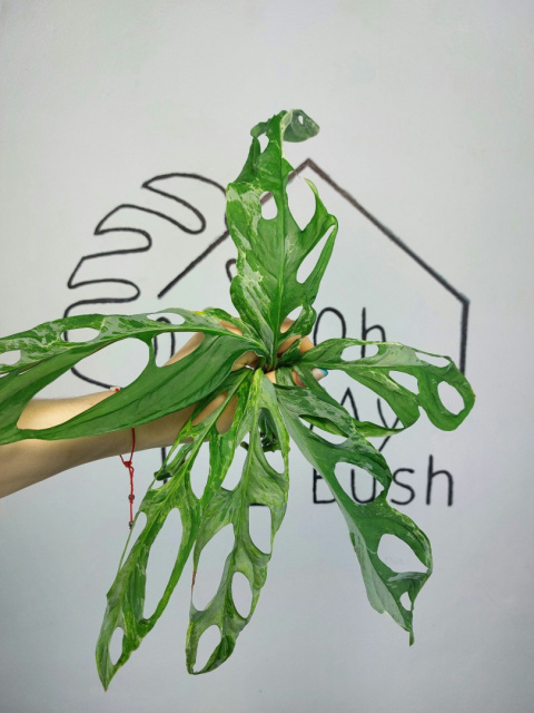 Monstera Adansonii Indonesian Marble Variegata | Pędówka wybarwiona XL Monstera Adansonii Indonesian Marble Variegata | Pędówka wybarwiona XL