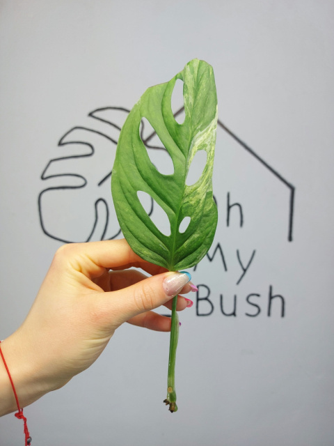 Monstera Adansonii Indonesian Marble Variegata | Pędówka z uszkodzeniem Monstera Adansonii Indonesian Marble Variegata | Pędówka z uszkodzeniem
