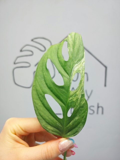 Monstera Adansonii Indonesian Marble Variegata | Pędówka z uszkodzeniem Monstera Adansonii Indonesian Marble Variegata | Pędówka z uszkodzeniem