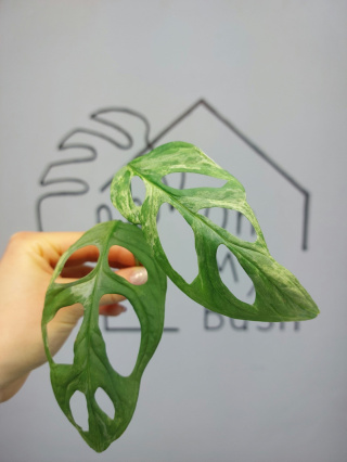 Monstera Adansonii Indonesian Marble Variegata | Szczyt