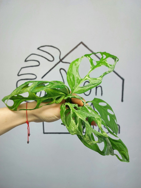 Monstera Adansonii Indonesian Marble Variegata | Szczyt Monstera Adansonii Indonesian Marble Variegata | Szczyt