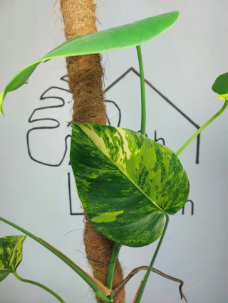 Monstera Aurea Variegata (Marmorata) | Sadzonka 5