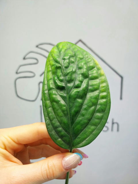 Monstera Karstenianum | Pędówka z uszkodzeniem Monstera Karstenianum | Pędówka z uszkodzeniem
