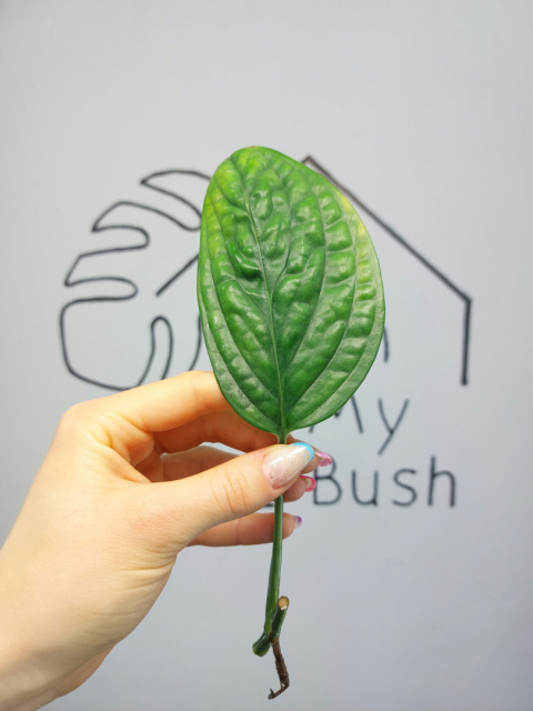Monstera Karstenianum | Pędówka z uszkodzeniem Monstera Karstenianum | Pędówka z uszkodzeniem