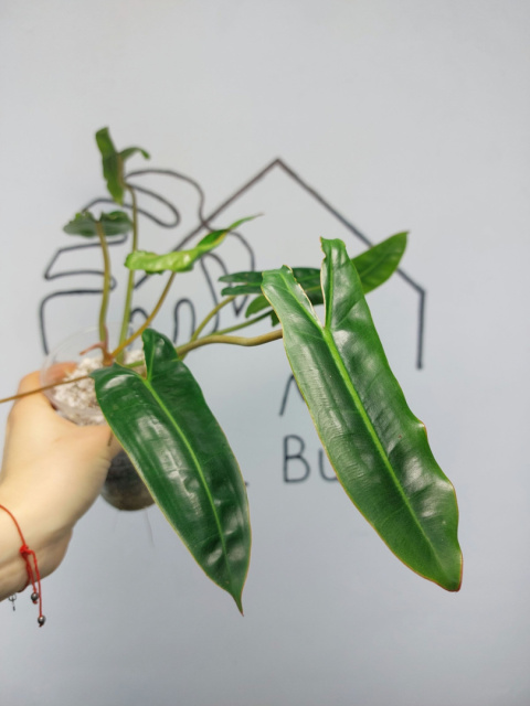 Philodendron Billietiae | 30-35cm