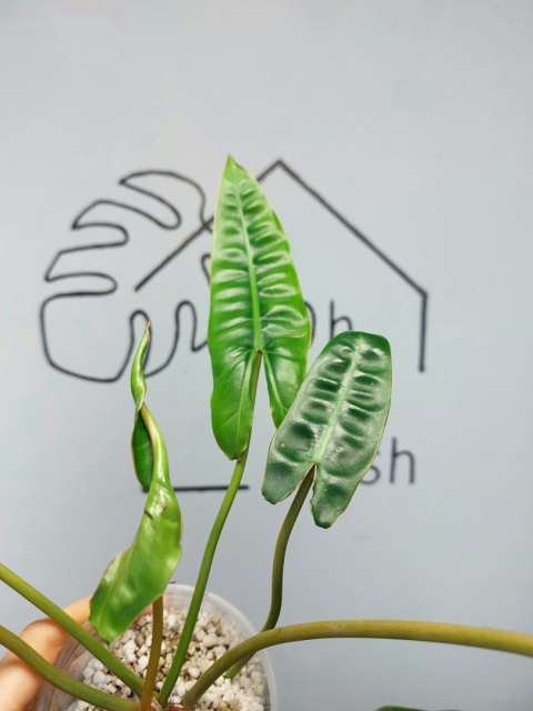 Philodendron Billietiae | 30-35cm