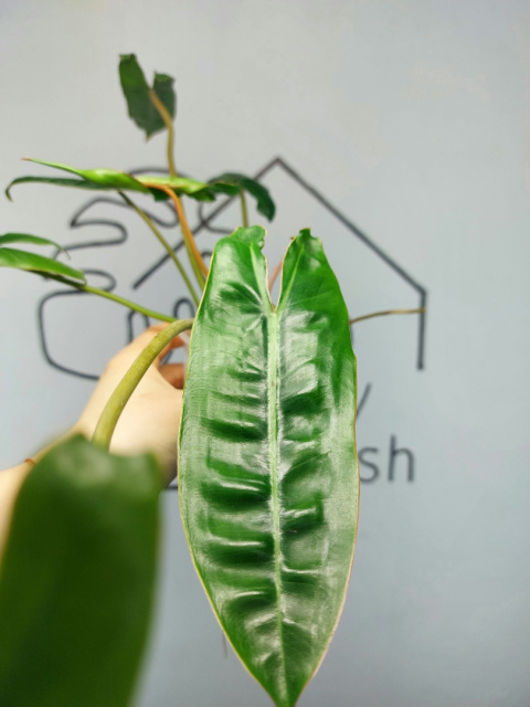 Philodendron Billietiae | 30-35cm