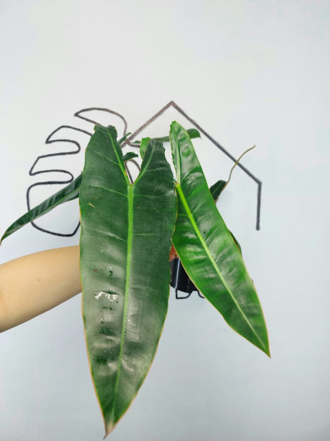 Philodendron Billietiae | 40-50cm