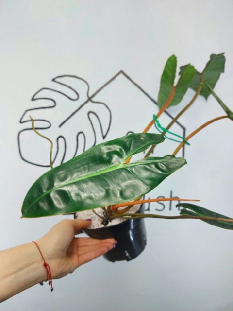 Philodendron Billietiae | 40-50cm