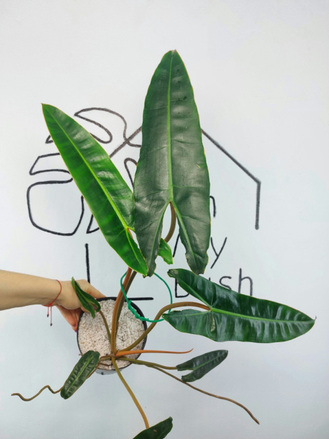 Philodendron Billietiae | 40-50cm