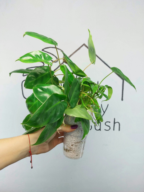 Philodendron Burle Marx | 30-35cm