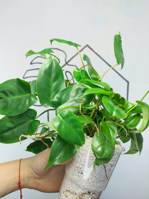 Philodendron Burle Marx | 30-35cm