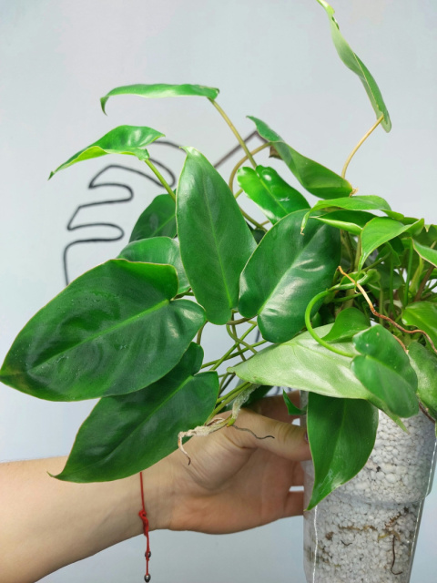 Philodendron Burle Marx | 30-35cm