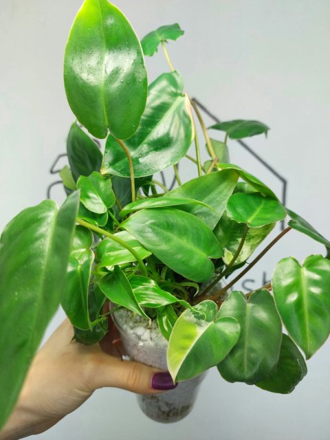 Philodendron Burle Marx | 30-35cm