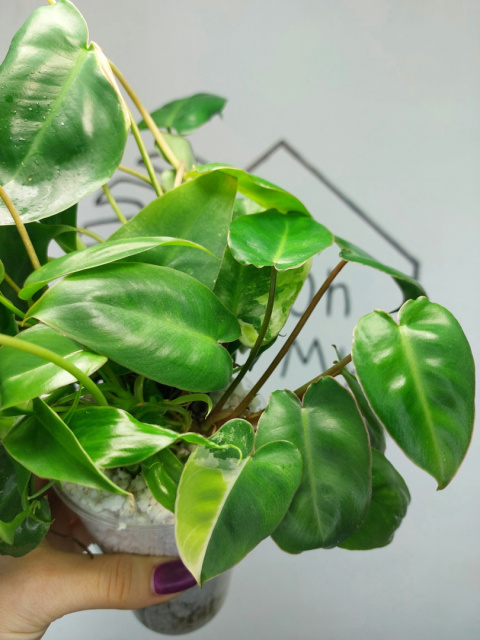 Philodendron Burle Marx | 30-35cm