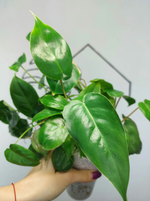 Philodendron Burle Marx | 30-35cm