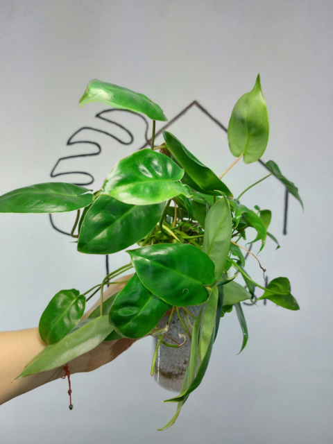 Philodendron Burle Marx | 30-35cm