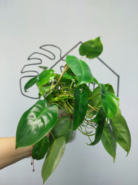 Philodendron Burle Marx | 30-35cm