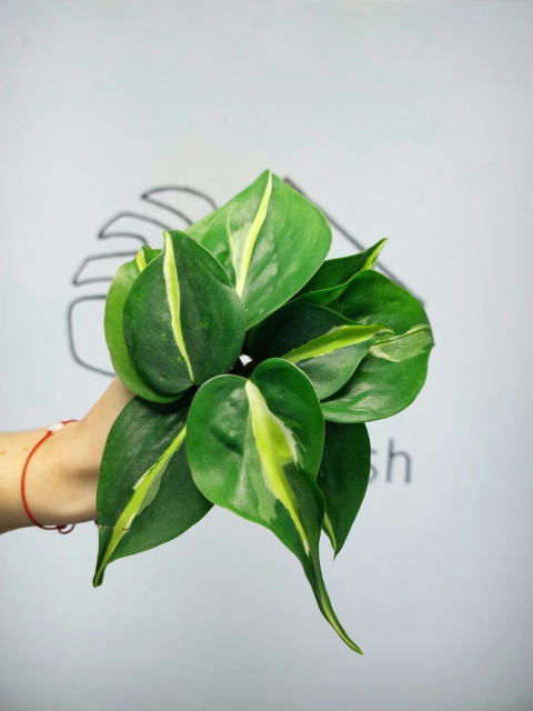 Philodendron Cream Splash | Pędówka